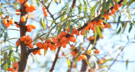 sea buckthorn1 sea buckthorn1